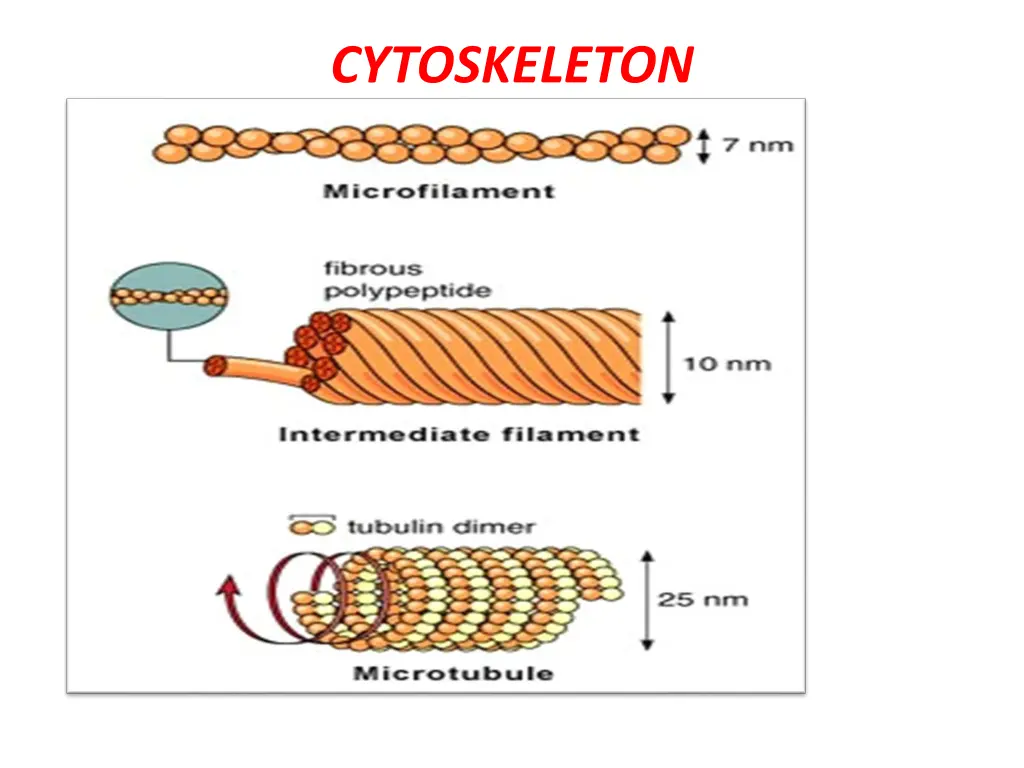 cytoskeleton 1