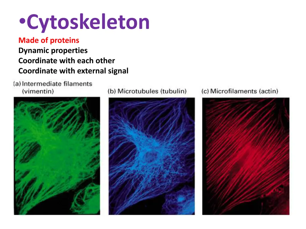 cytoskeleton made of proteins dynamic properties
