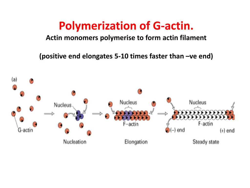 polymerization of g actin actin monomers