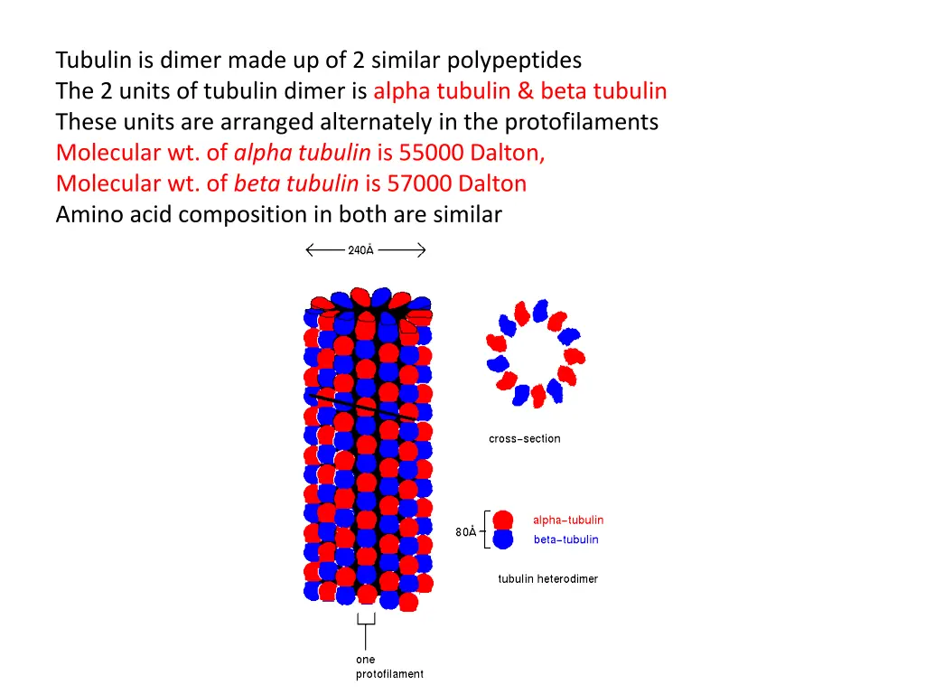 tubulin is dimer made up of 2 similar