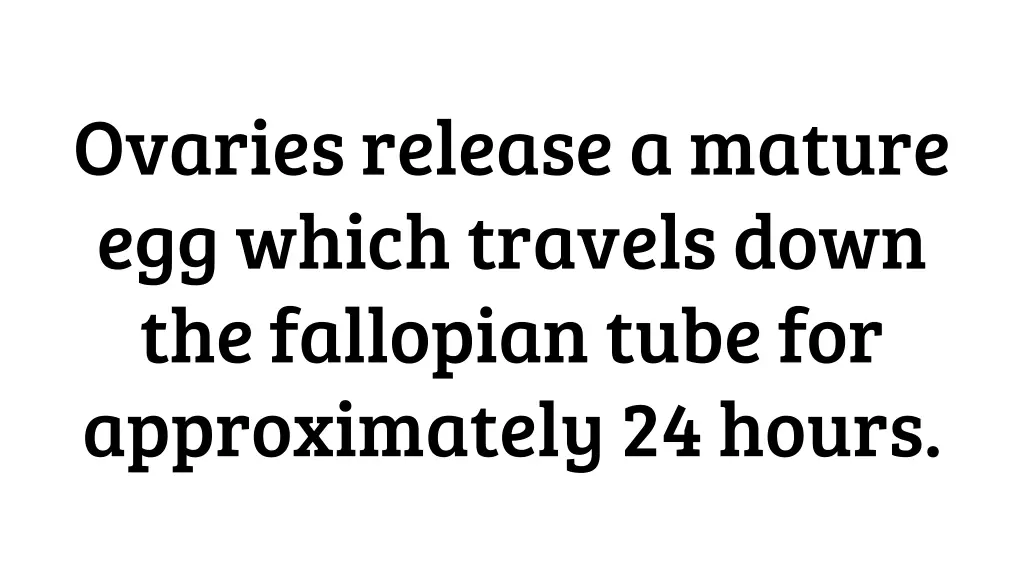ovaries release a mature egg which travels down