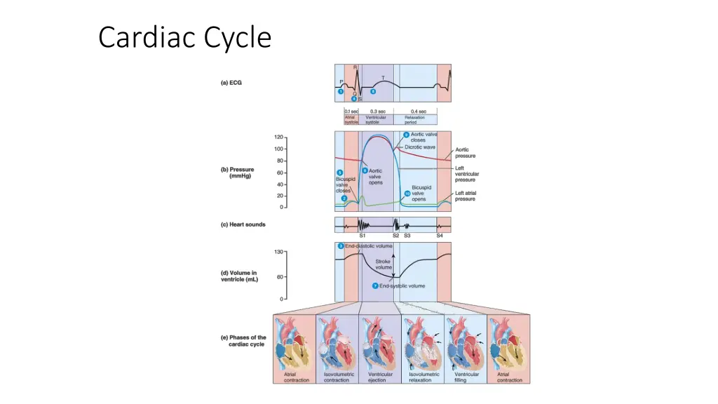cardiac cycle 1
