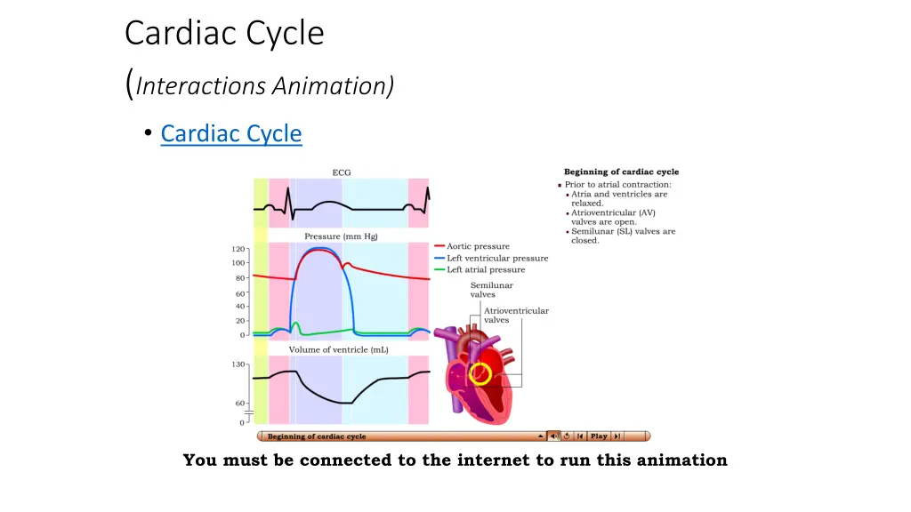 cardiac cycle interactions animation