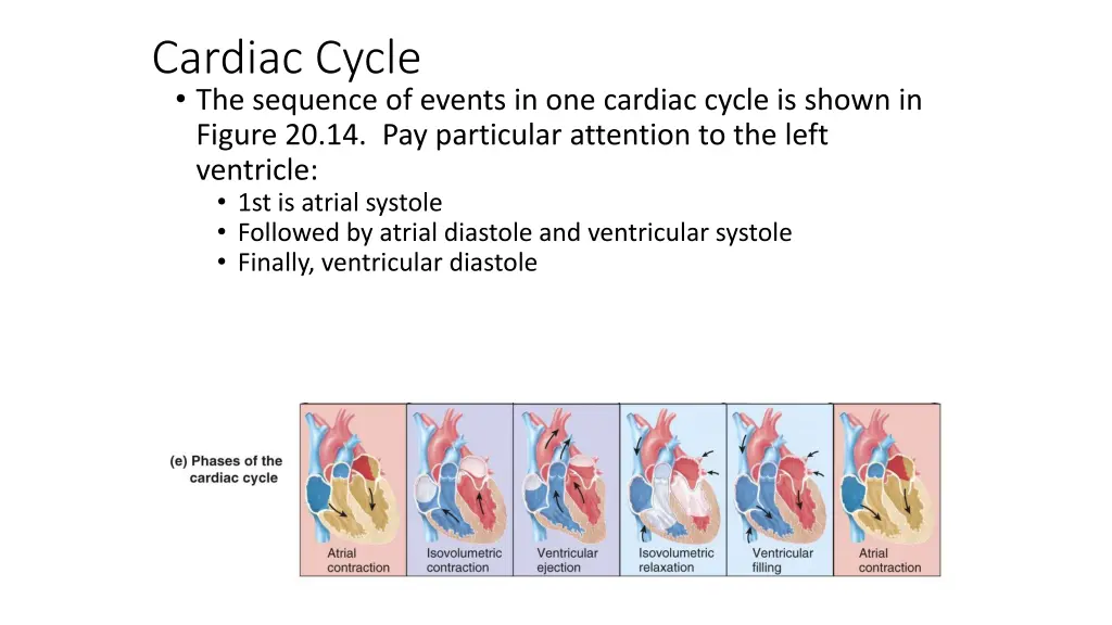 cardiac cycle the sequence of events
