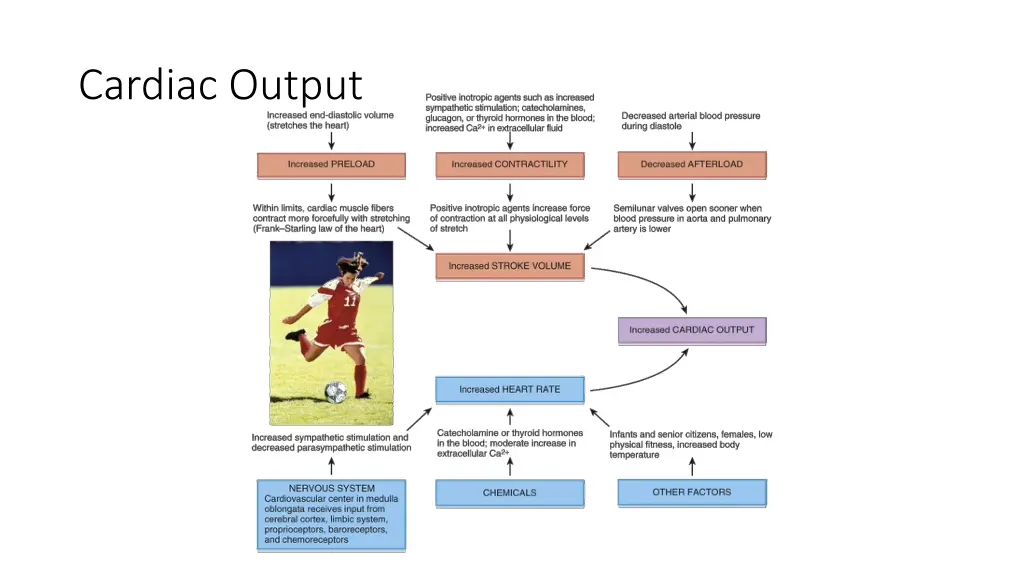 cardiac output