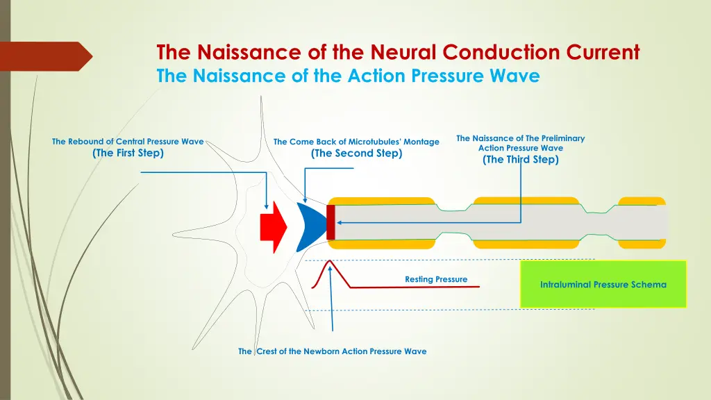 the naissance of the neural conduction current 1
