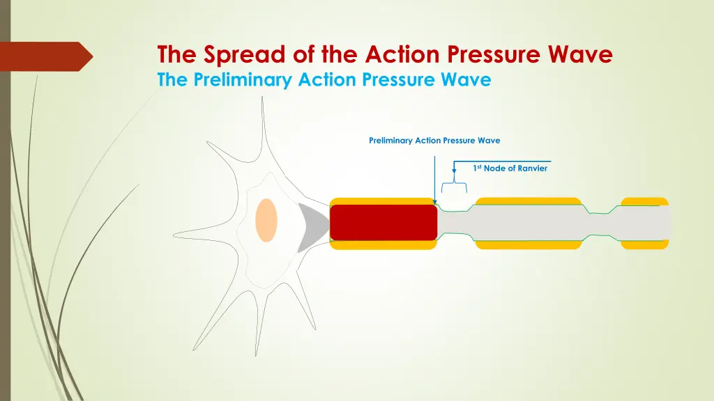the spread of the action pressure wave 1
