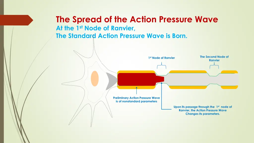 the spread of the action pressure wave 2
