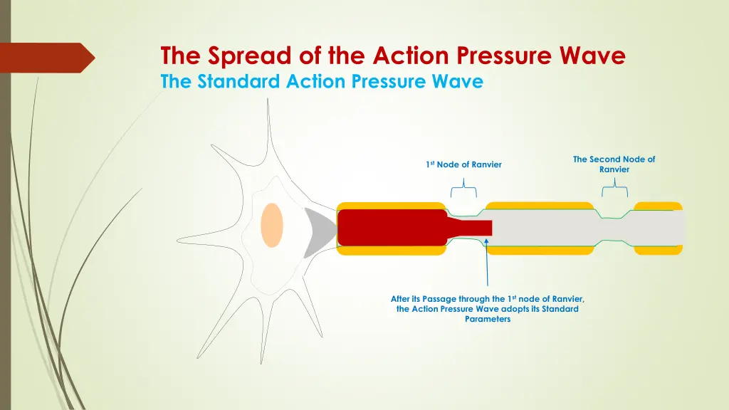 the spread of the action pressure wave 3