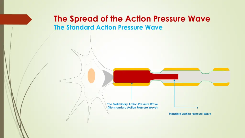 the spread of the action pressure wave 4