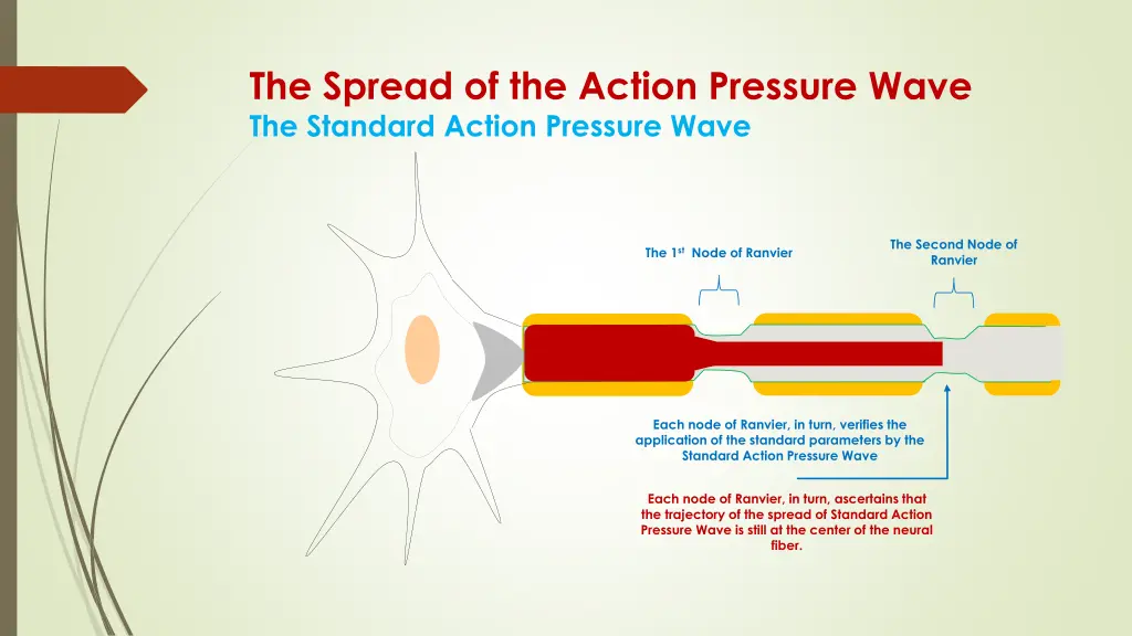 the spread of the action pressure wave 5