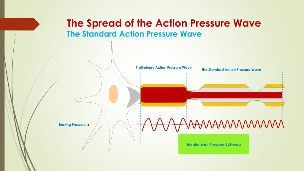the spread of the action pressure wave 6