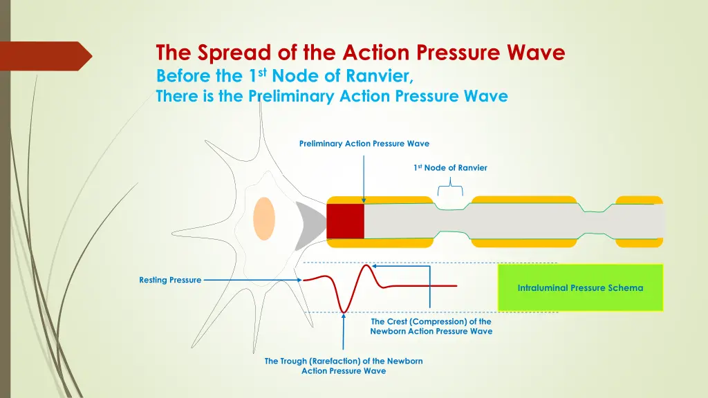 the spread of the action pressure wave before
