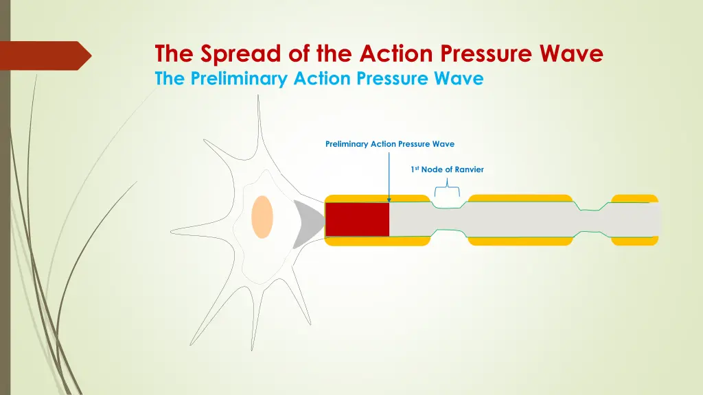 the spread of the action pressure wave