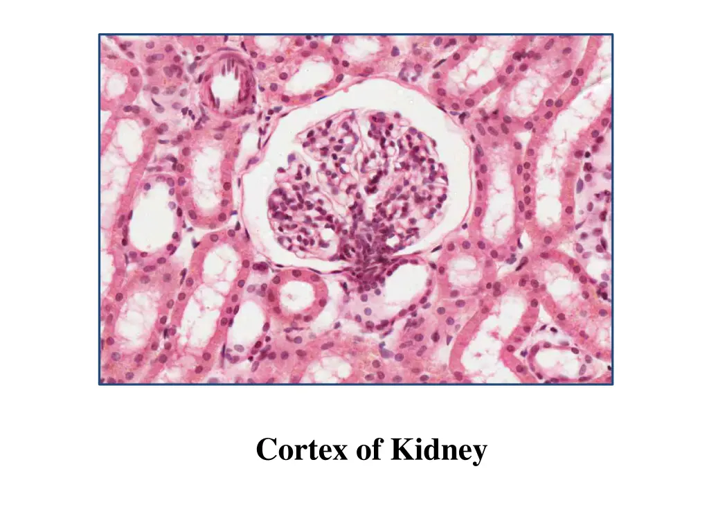 cortex of kidney 1