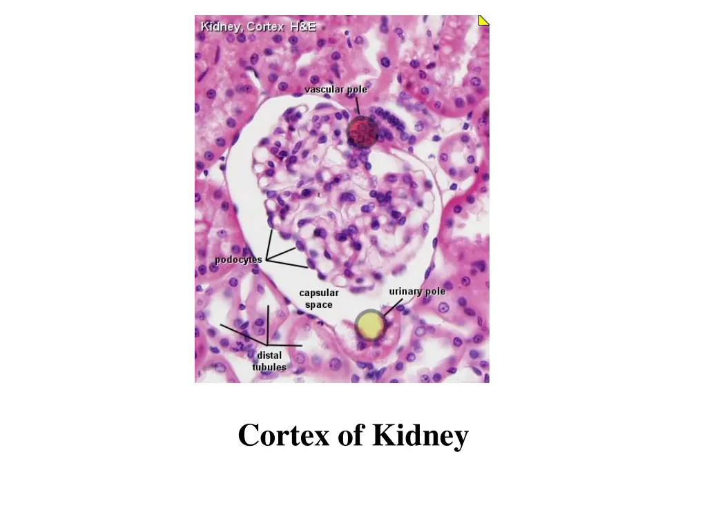 cortex of kidney 2