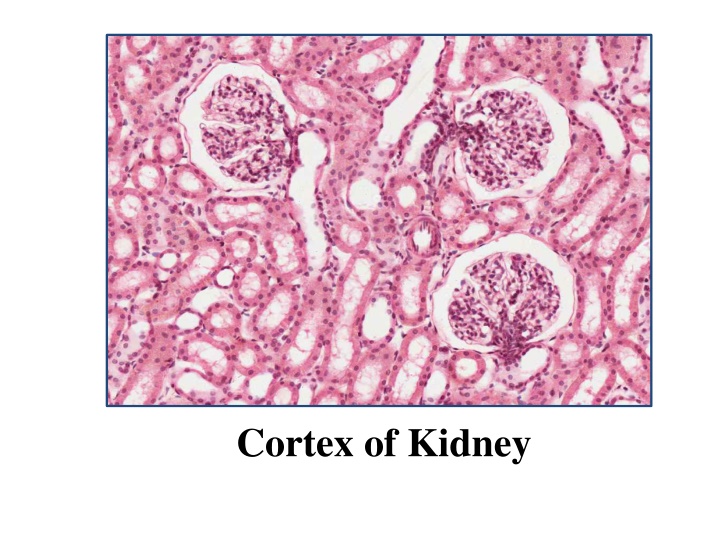 cortex of kidney