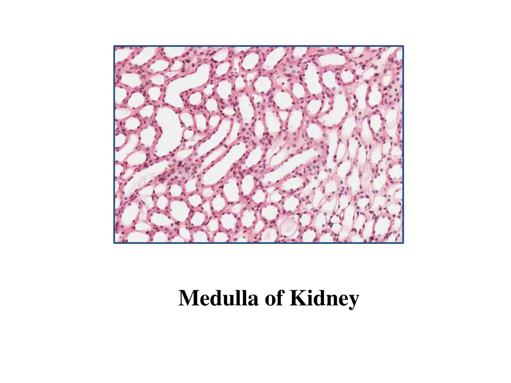 medulla of kidney 1