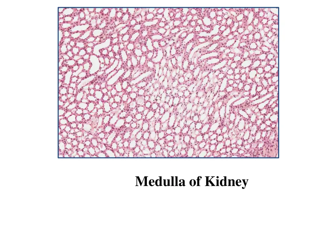 medulla of kidney