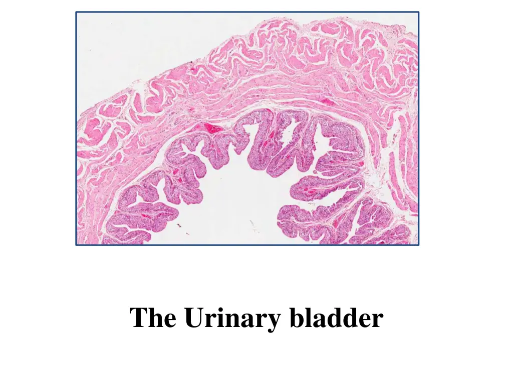 the urinary bladder