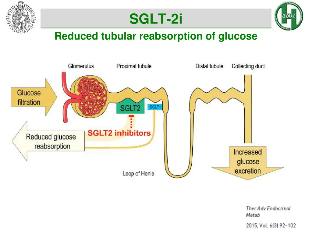 sglt 2i