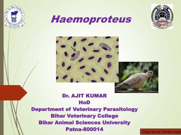 bihar animal sciences university