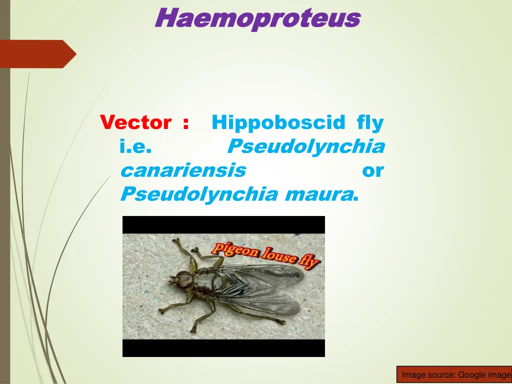 haemoproteus haemoproteus 1