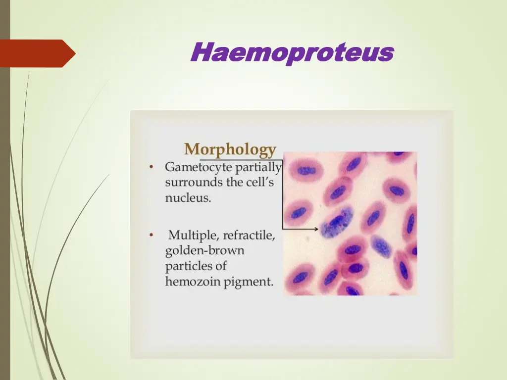 haemoproteus haemoproteus 3