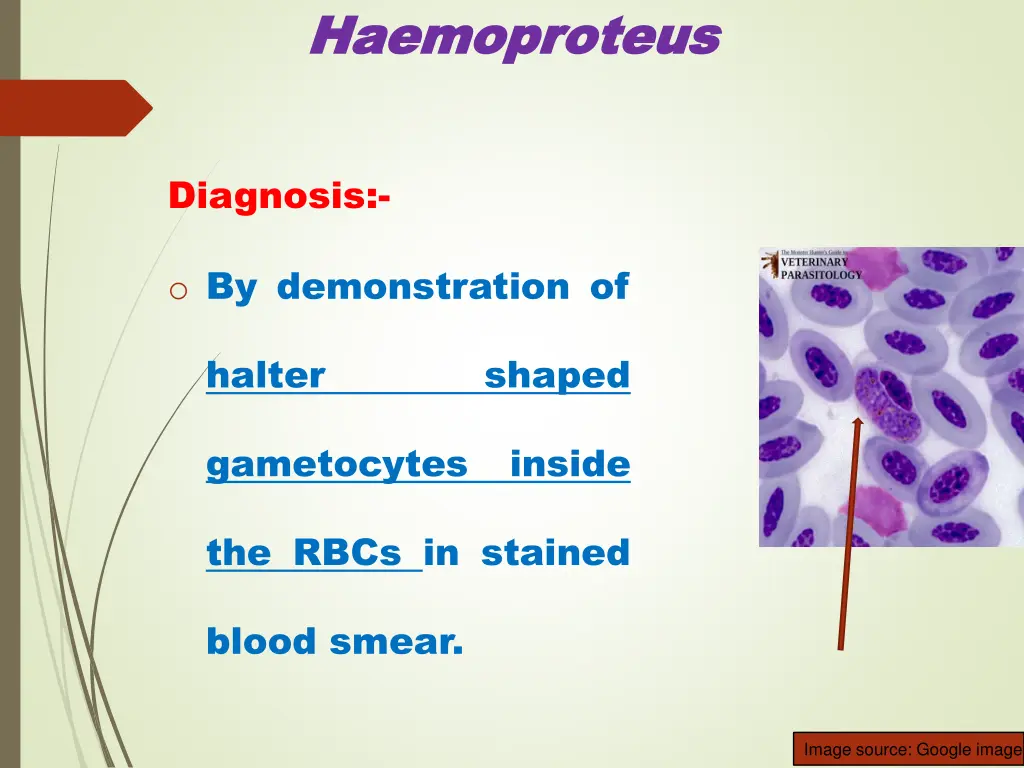 haemoproteus haemoproteus 6