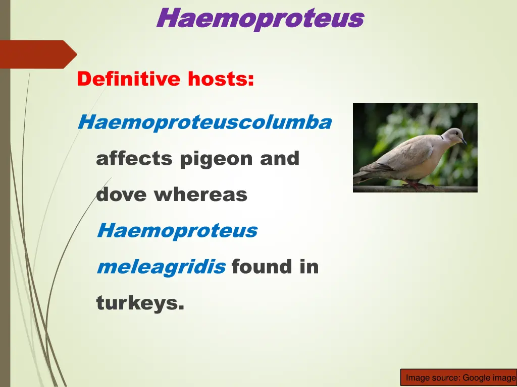 haemoproteus haemoproteus