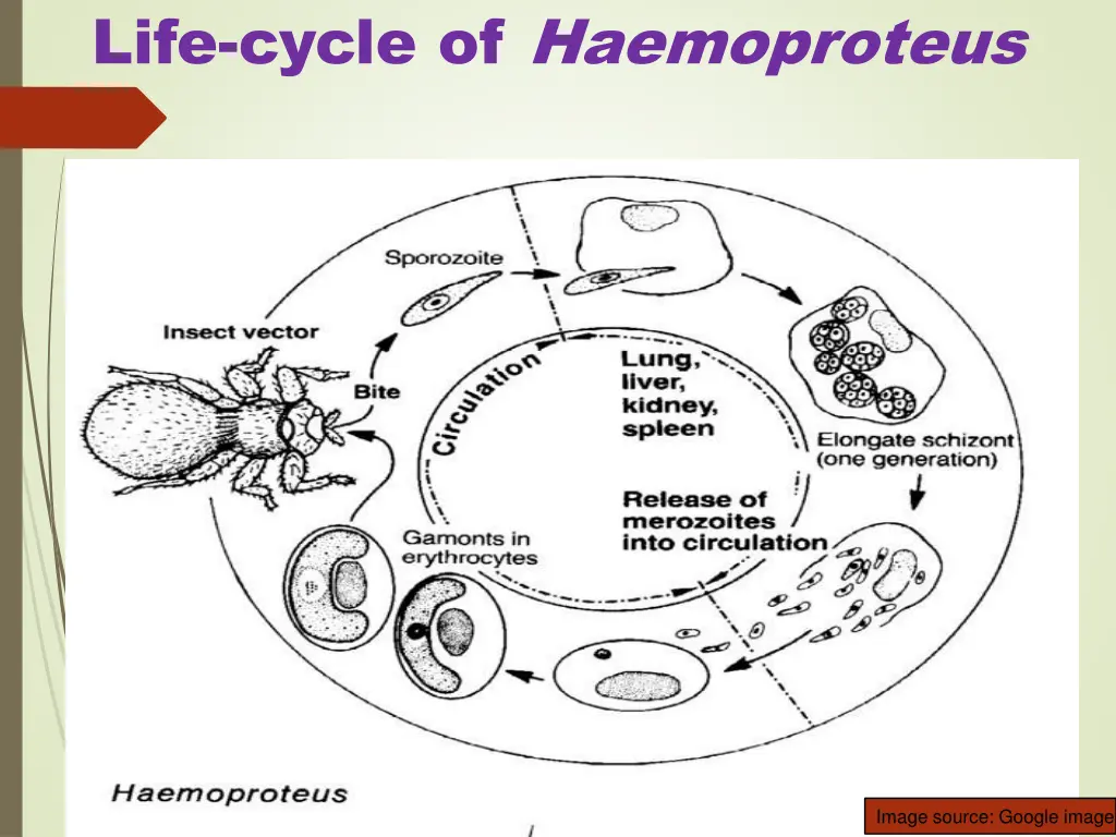 life cycle of haemoproteus