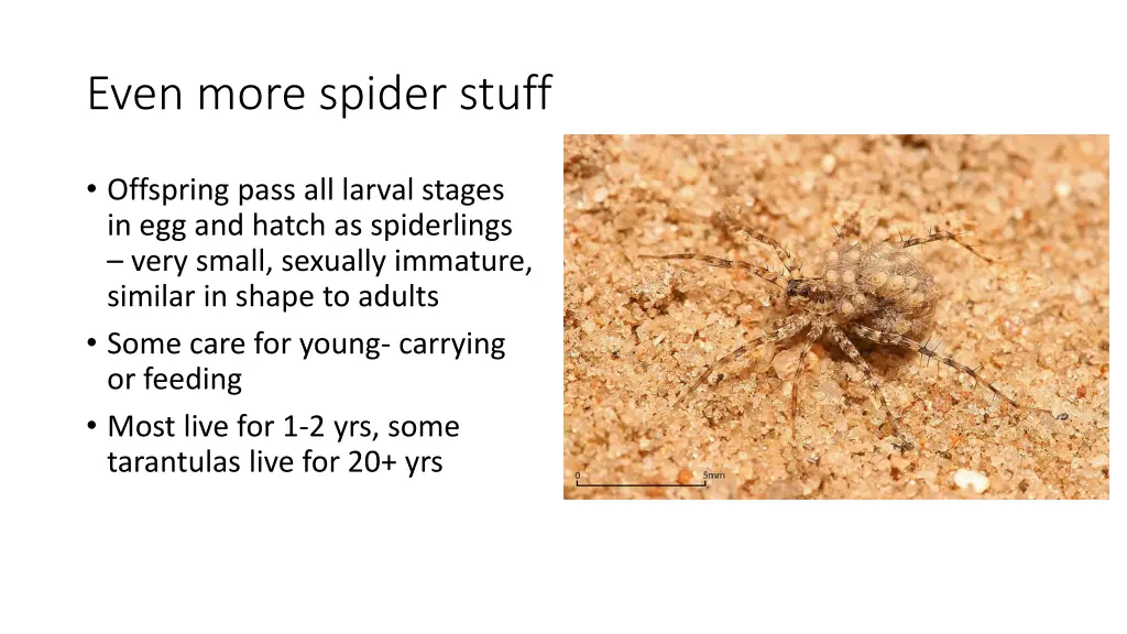even more spider stuff