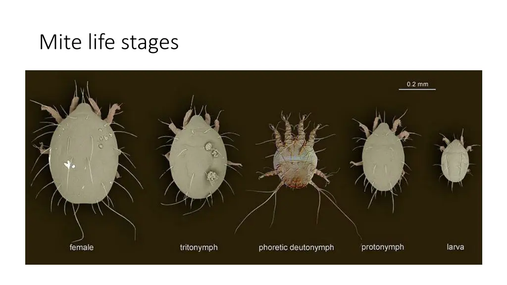 mite life stages