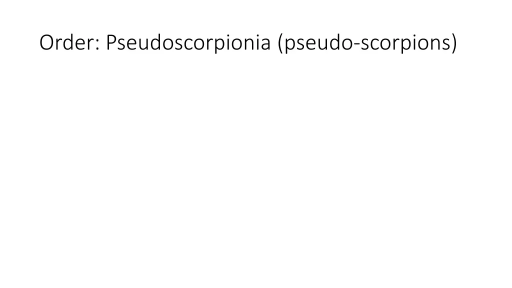 order pseudoscorpionia pseudo scorpions