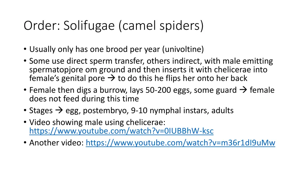 order solifugae camel spiders