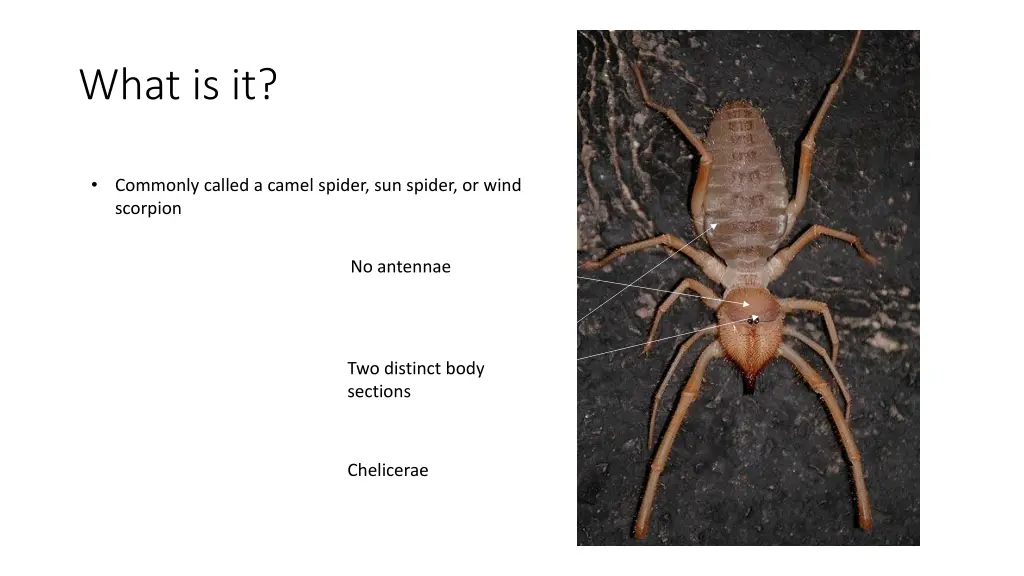 what is it