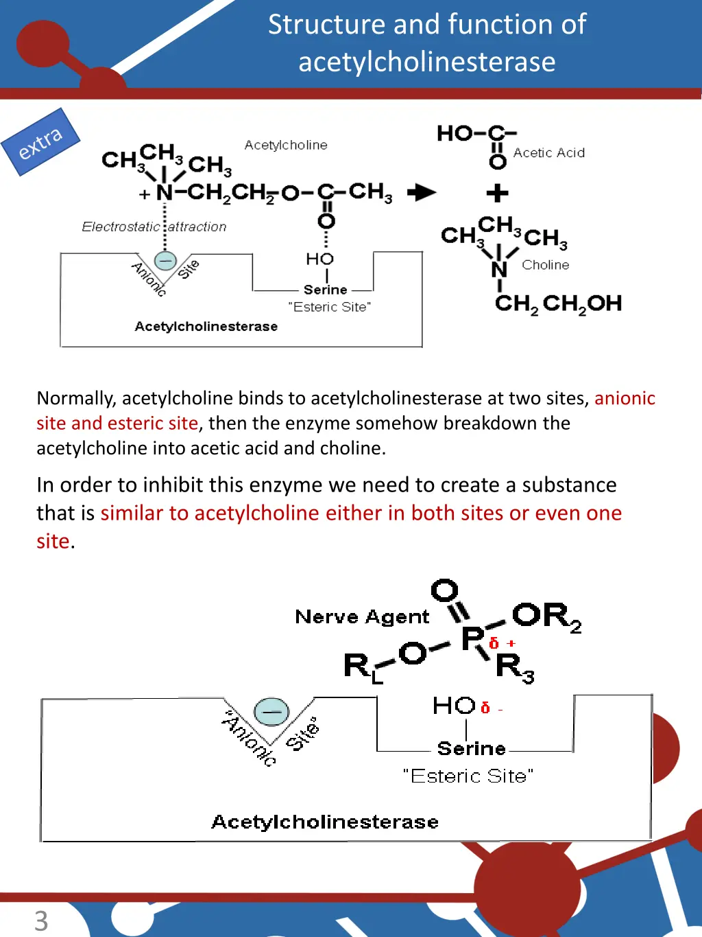 structure and function of acetylcholinesterase