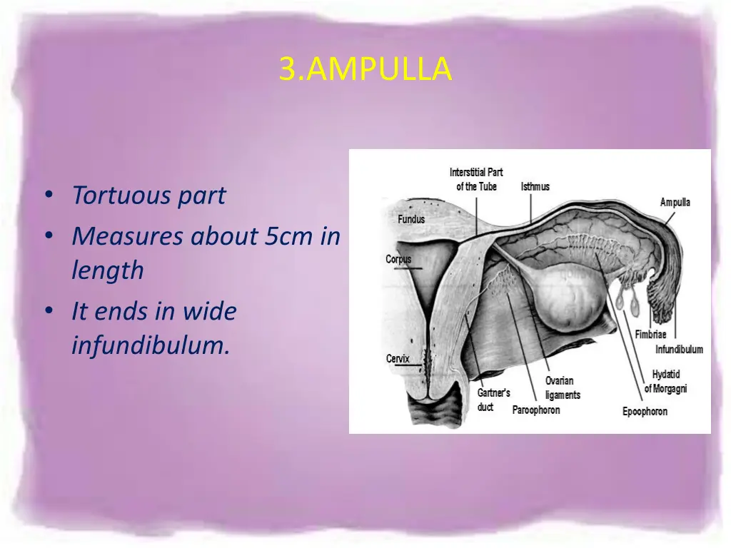 3 ampulla