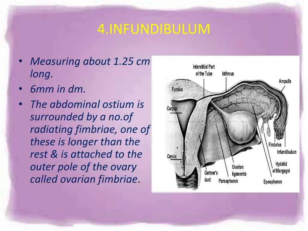 4 infundibulum