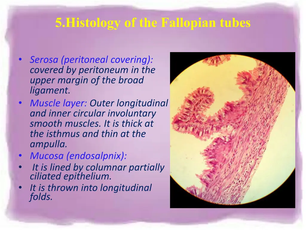 5 histology of the fallopian tubes