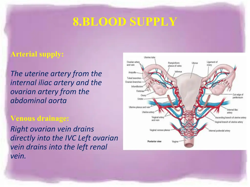 8 blood supply