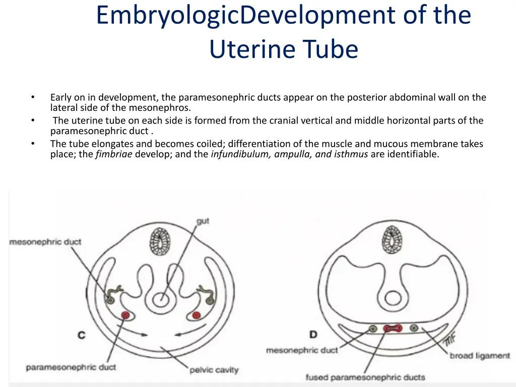 embryologicdevelopment of the uterine tube