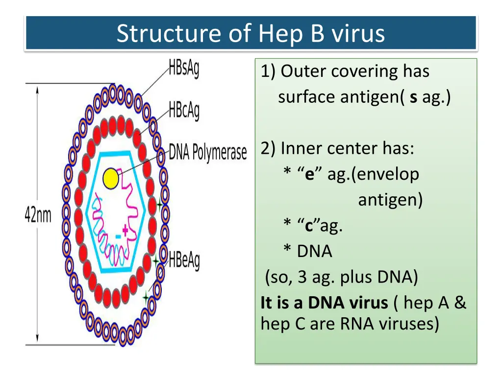 structure of hep b virus