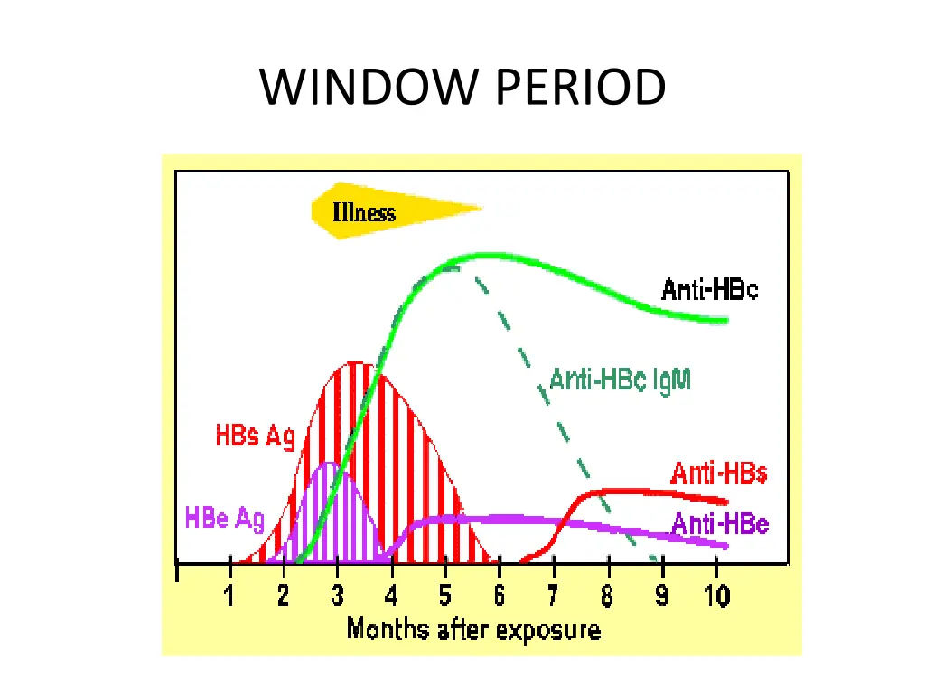 window period