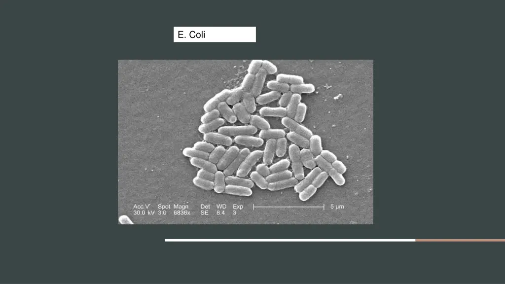e coli