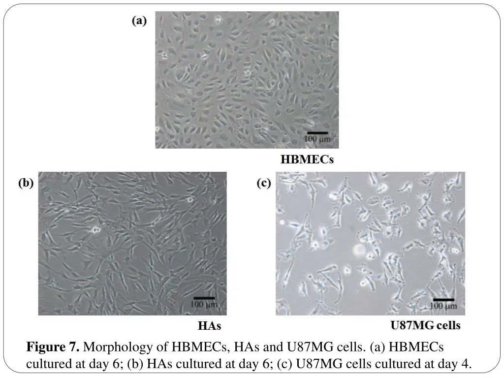 figure 7 morphology of hbmecs has and u87mg cells