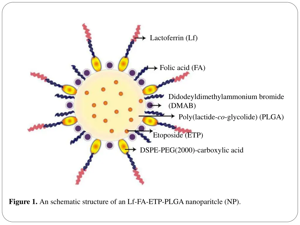 lactoferrin lf