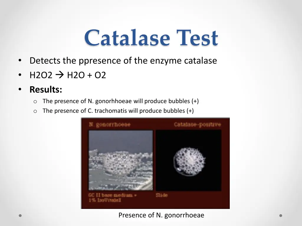 catalase test detects the ppresence of the enzyme