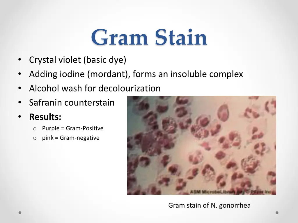 gram stain