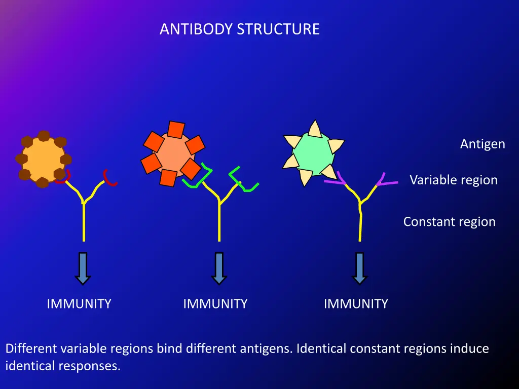 antibody structure